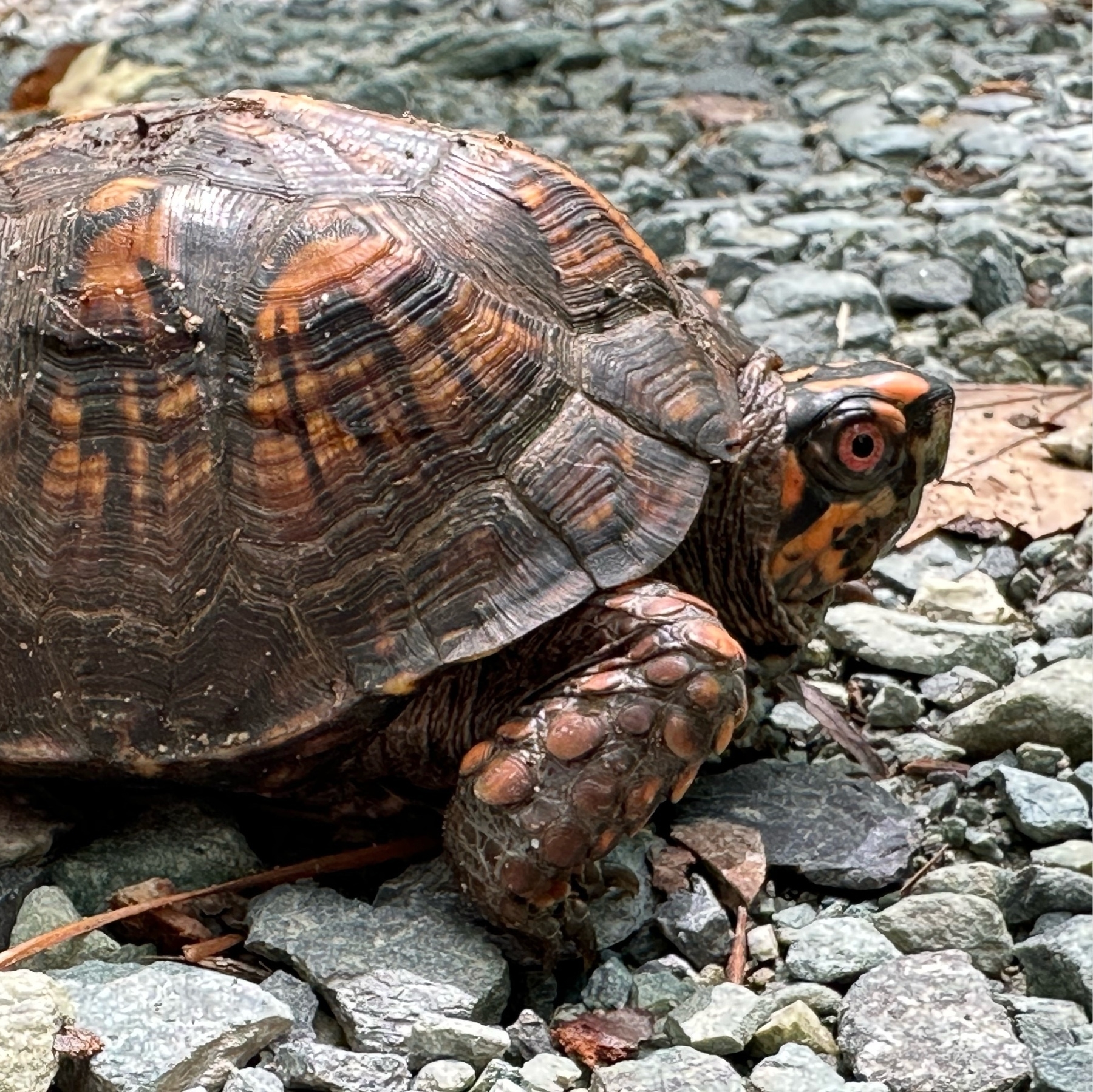 Box turtle (male)