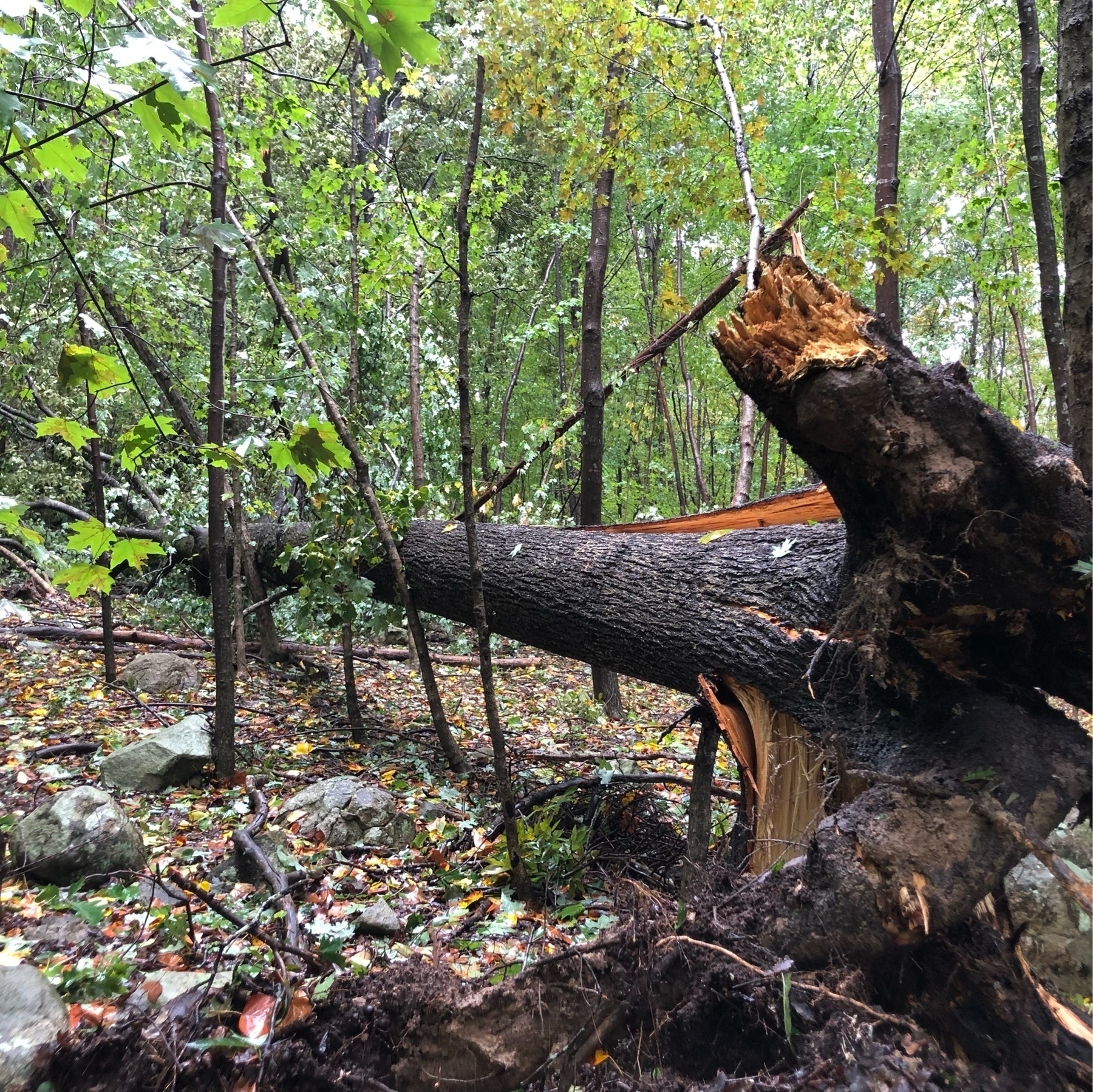 fallen hickory tree
