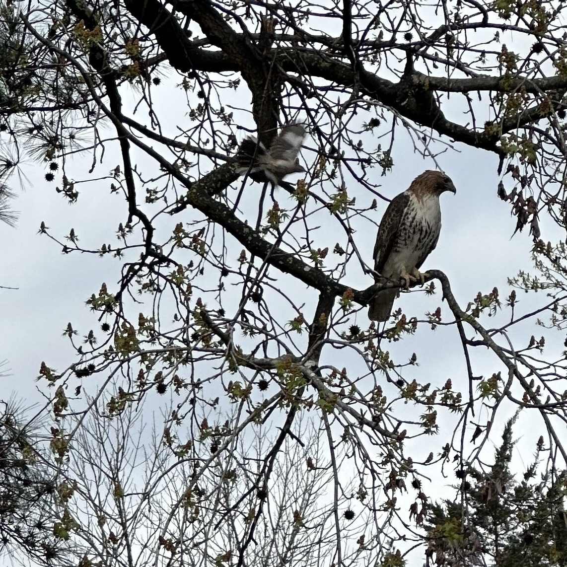 hawk in tree