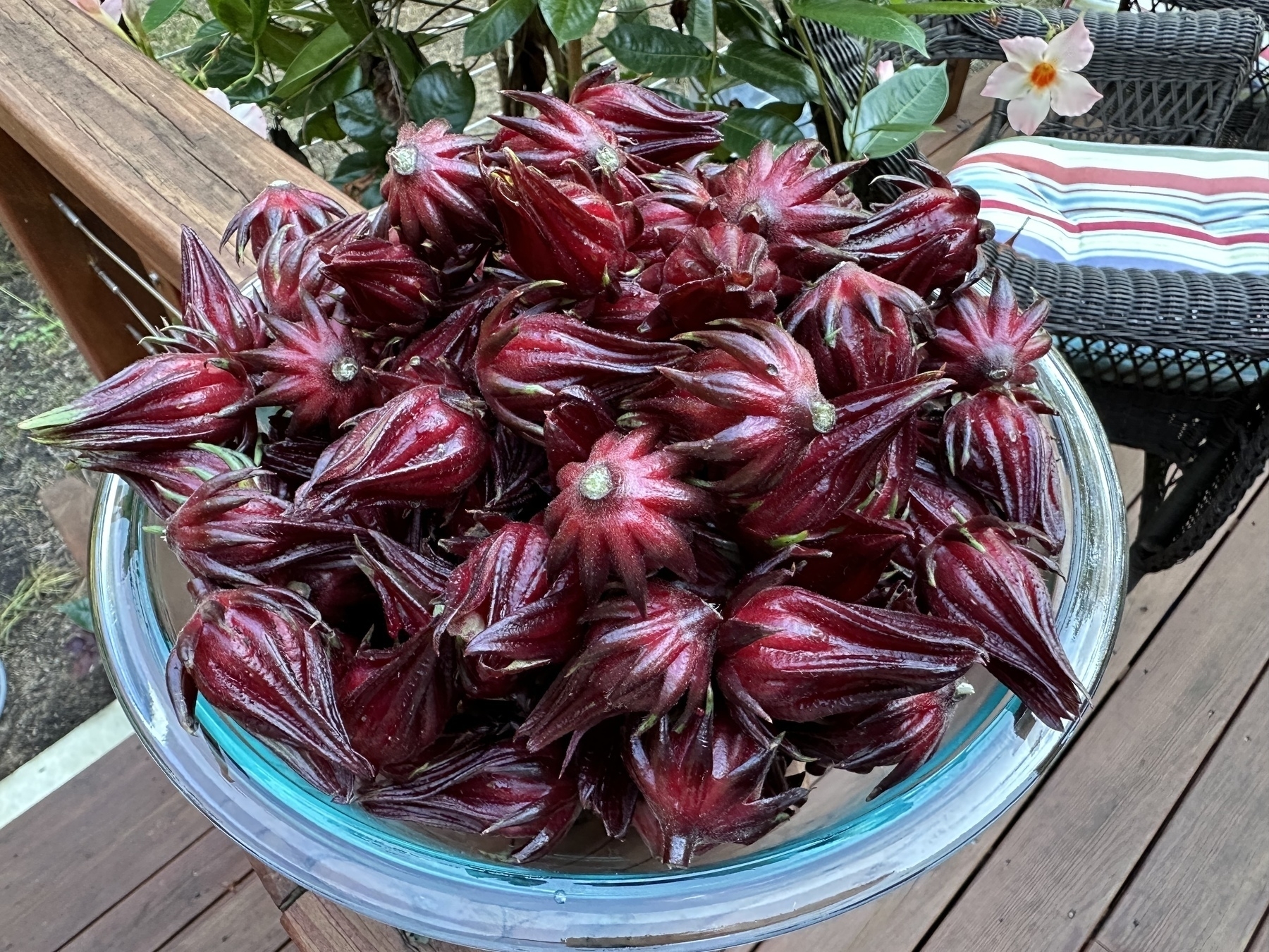 Bowl of red roselle calyxes. 