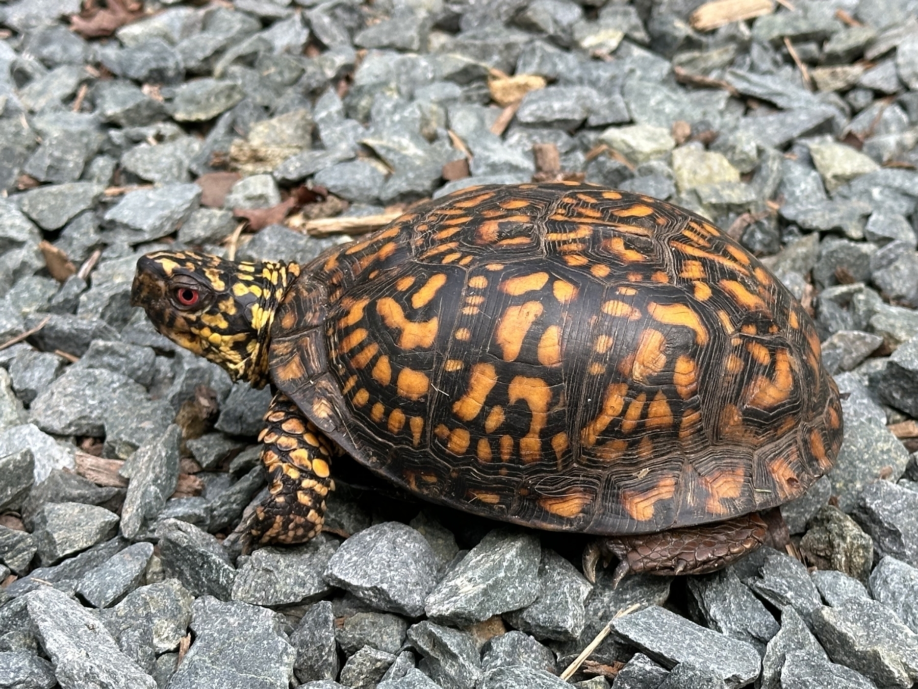 box turtle