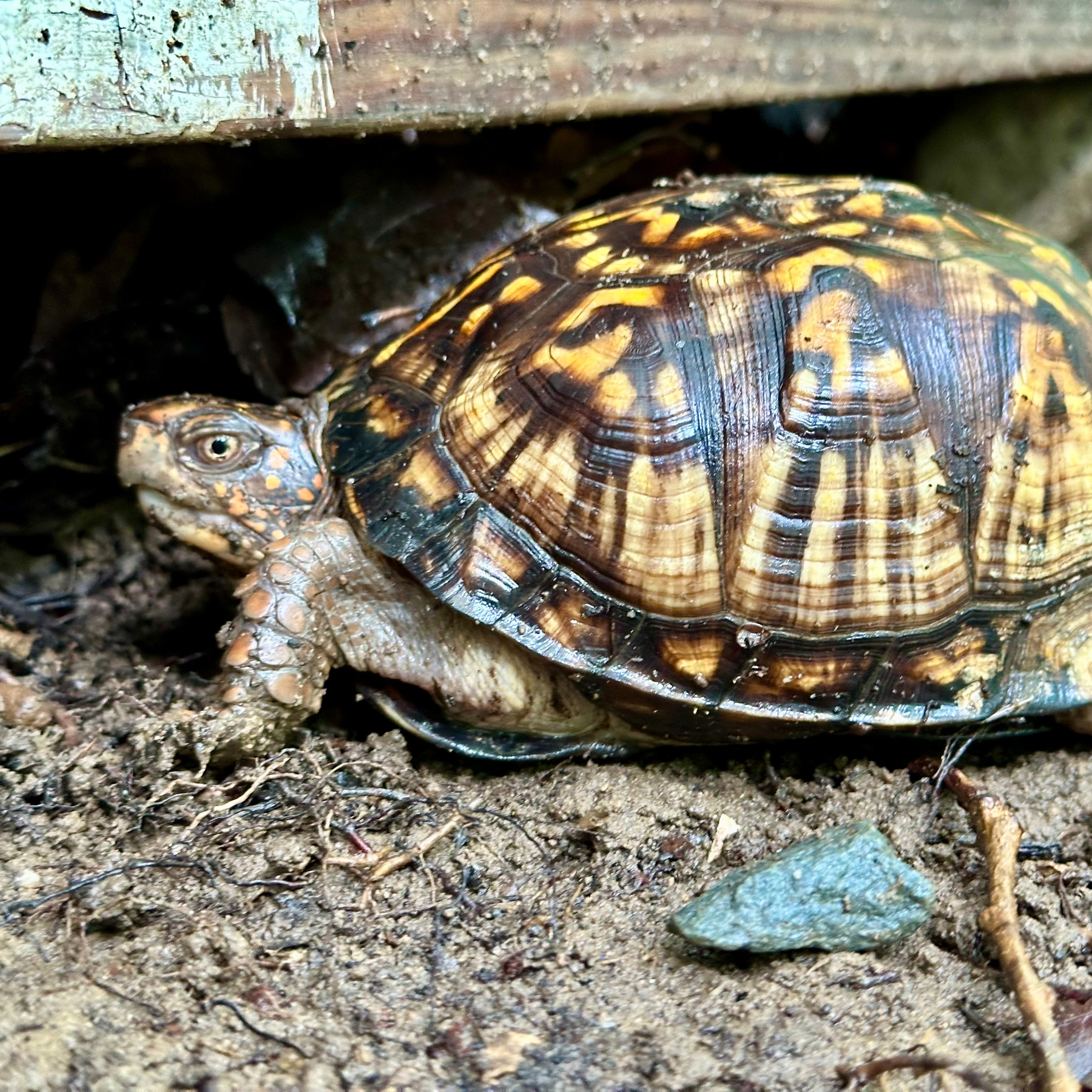 A turtle with a patterned shell is partially hidden under a wooden structure on a dirt surface.